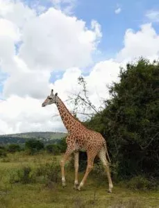 Akagera Giraffe